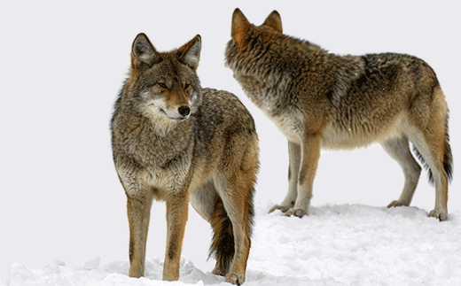 Learn more about coyotes