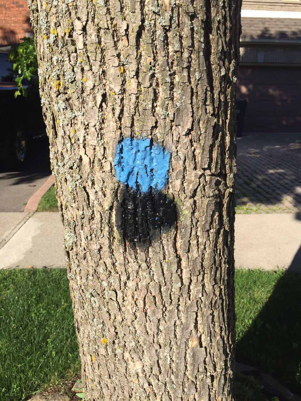 Mississauga.ca Residents Parks Emerald Ash Borer