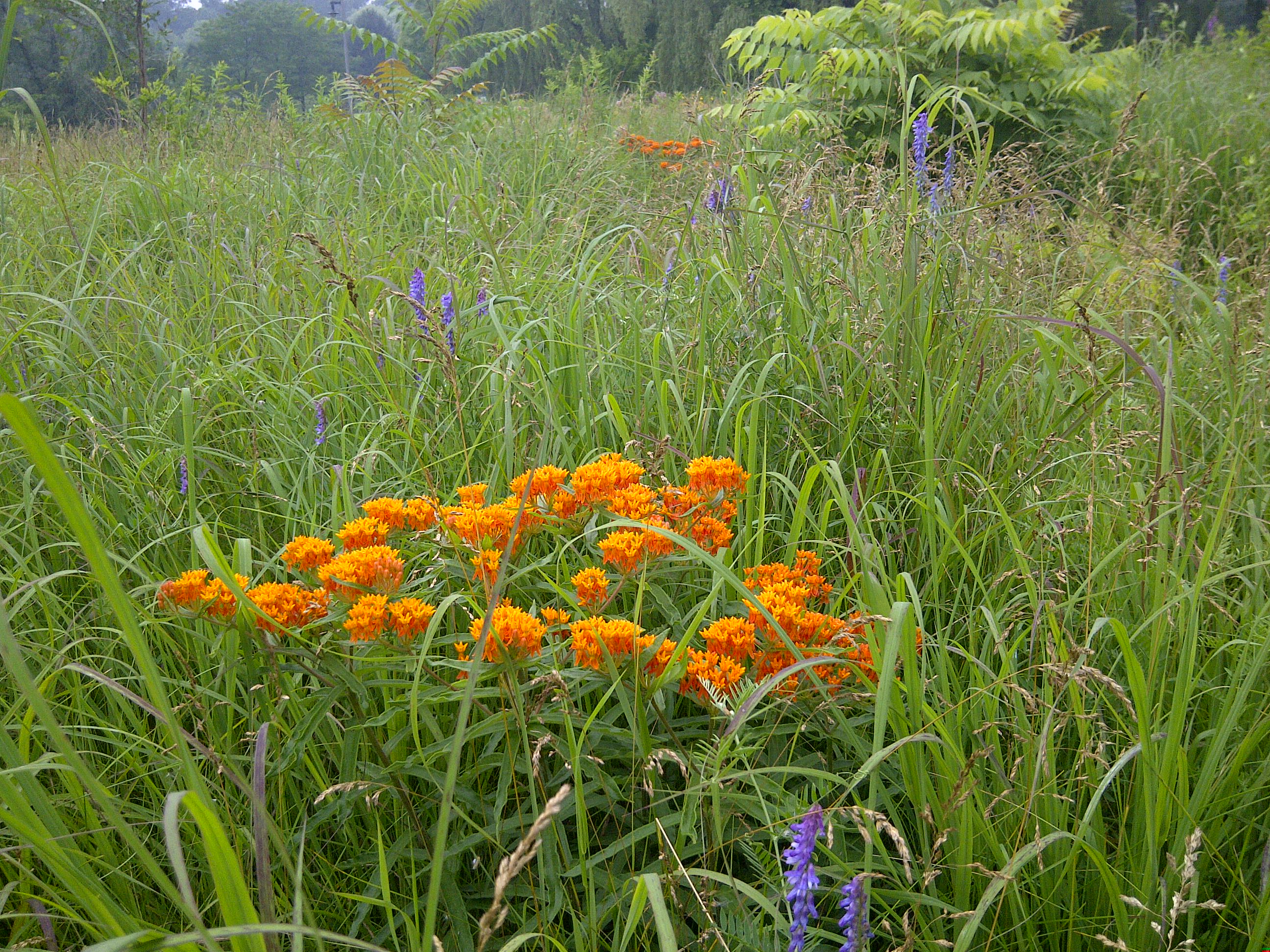 prairie flowers