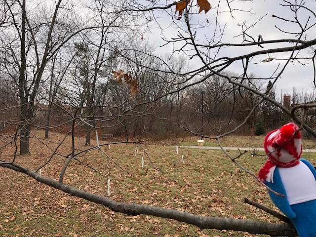 tree planting site