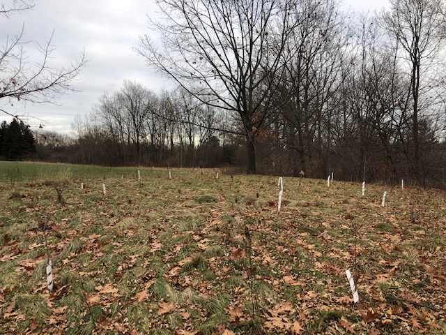 tree planting site