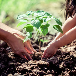 tree-planting
