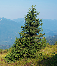 Coniferous Tree