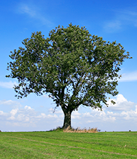 Deciduous Tree