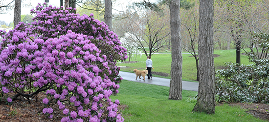 Brueckner Rhododendron Gardens