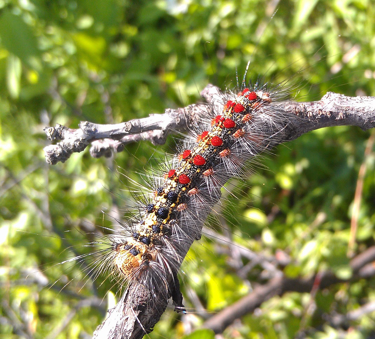 gypsy moth caterpillar
