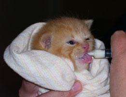 kitten being fed