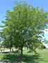 Honey Locust