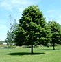 Linden Tree