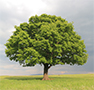 Oak Tree