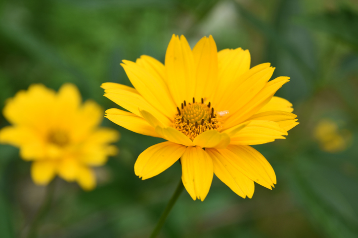 Mississauga.ca - Residents - Parks - Pollinators