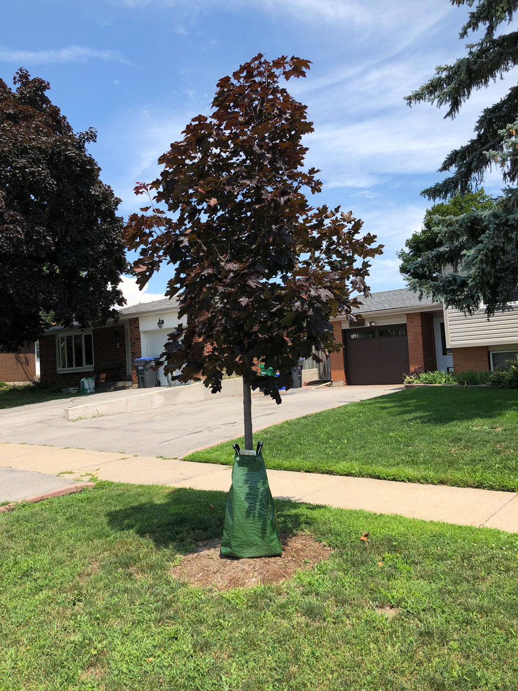 tree with bag