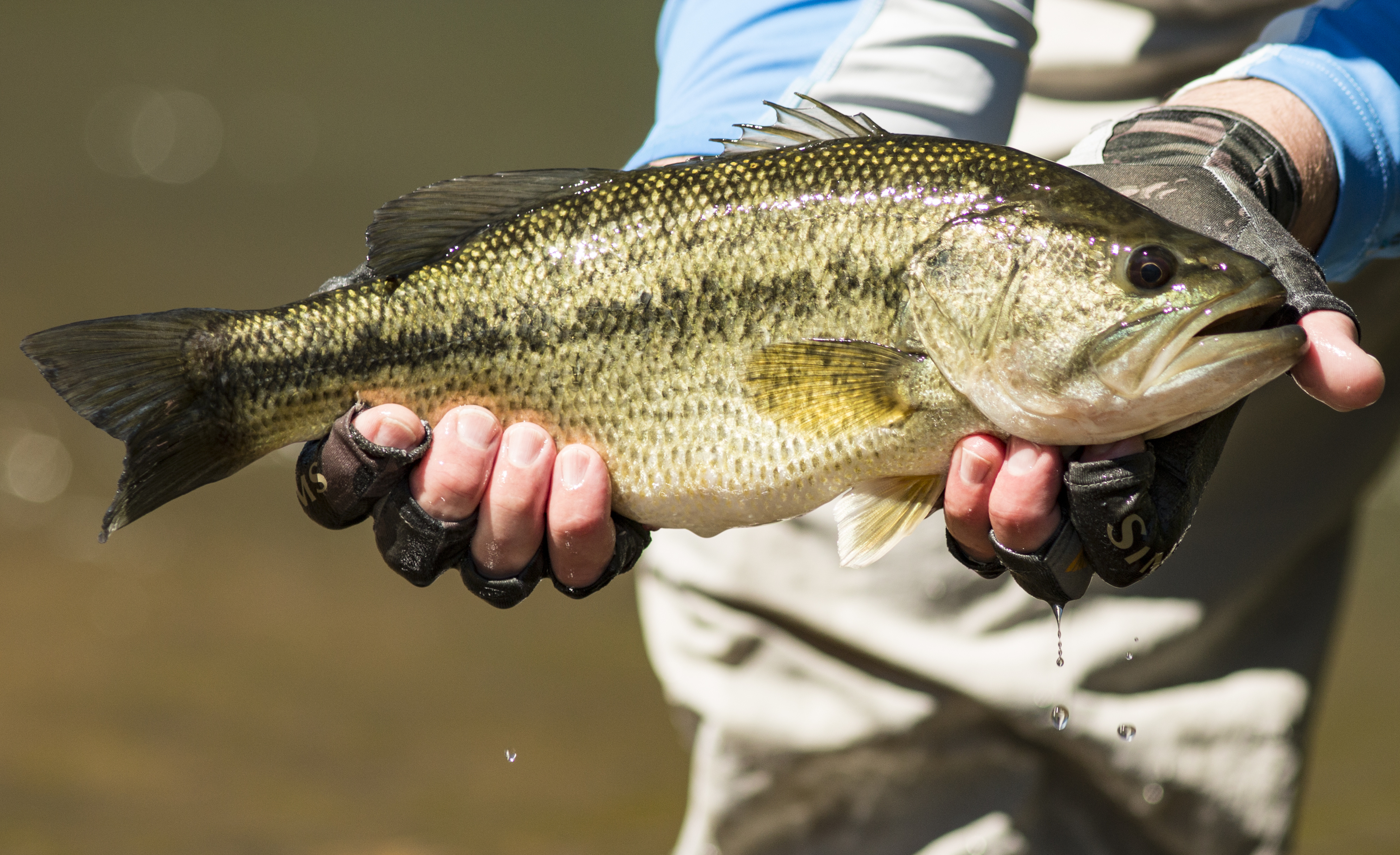 Large-mouth Bass
